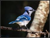 Blue Jay